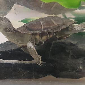 Adanson's mud turtle - juvenile