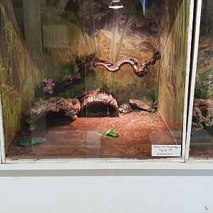 Raising-enclosures Lizards and Tortoises