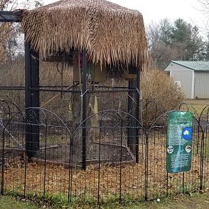 Leesburg Animal Park - Kookaburra