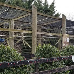 Leesburg Animal Park - white-handed gibbons