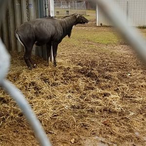 Leesburg Animal Park - nilgai male