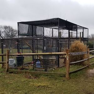 Leesburg Animal Park - Servals