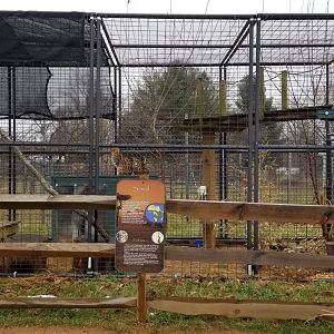 Leesburg Animal Park - Servals