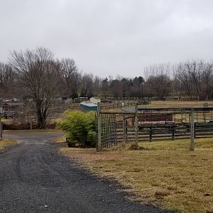 Leesburg Animal Park - view of zebras, camels