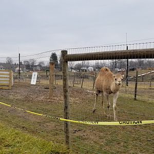 Leesburg Animal Park - dromedary camels