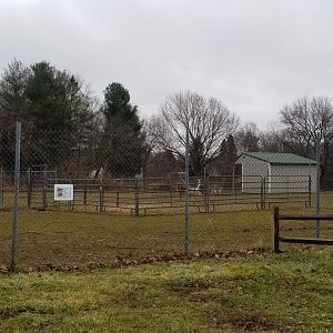 Leesburg Animal Park - front is male nilgai, far yard is fallow deer, llama, female nilgai