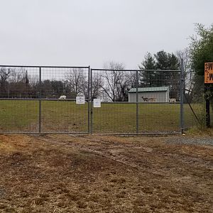 Leesburg Animal Park - fallow deer