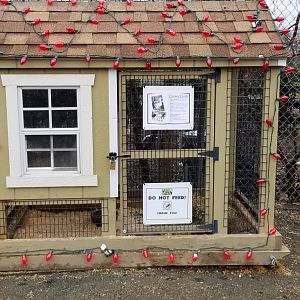 Leesburg Animal Park - Rabbits (2 larger ones, not chicks)