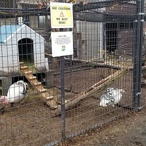 Leesburg Animal Park - domestic turkeys