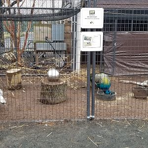 Leesburg Animal Park - peafowl