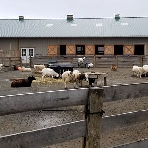 Leesburg Animal Park - goat and sheep petting area