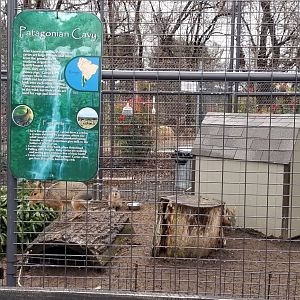 Leesburg Animal Park - cavy