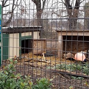 Leesburg Animal Park - crested porcupine