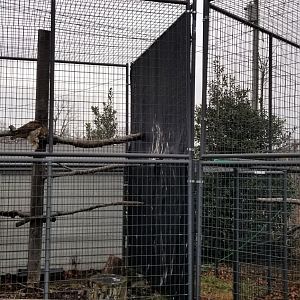 Leesburg Animal Park - red-tail hawk