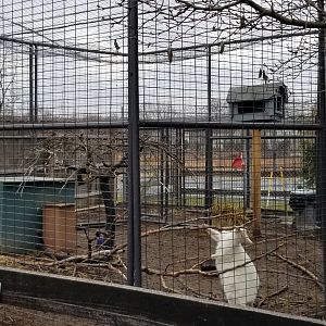 Leesburg Animal Park - bennett's wallaby
