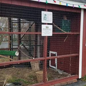 Leesburg Animal Park - eastern screech owl