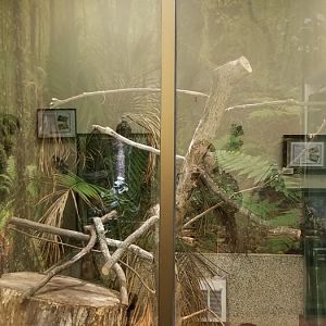 Leesburg Animal Park - black and white tegu