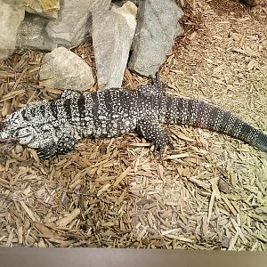 Leesburg Animal Park - black and white tegu