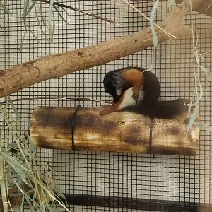 Leesburg Animal Park - prevost squirrel