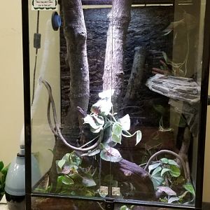 Leesburg Animal Park - leaftailed gecko