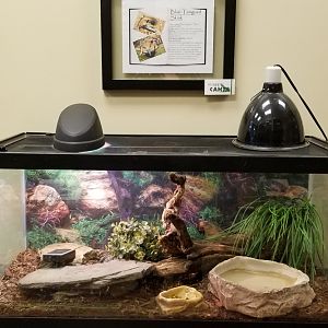 Leesburg Animal Park - blue tongued skink