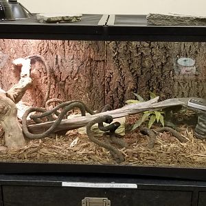 Leesburg Animal Park - western forest egg eater