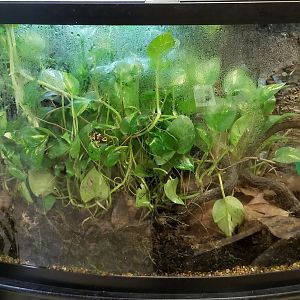 Leesburg Animal Park - poison dart frogs