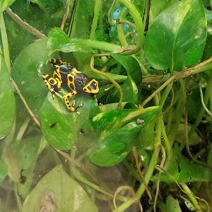 Leesburg Animal Park - dart frog