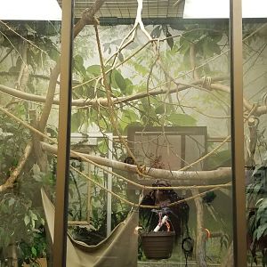 Leesburg Animal Park - two-toed sloth (unspecified), green aracari, red-footed tortoise, large hairy armadillo