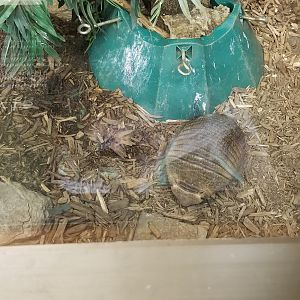 Leesburg Animal Park - large hairy armadillo