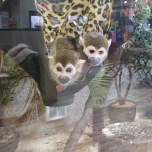 Leesburg Animal Park - squirrel monkeys
