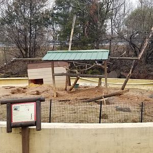 Roer's Zoofari - african crested porcupine