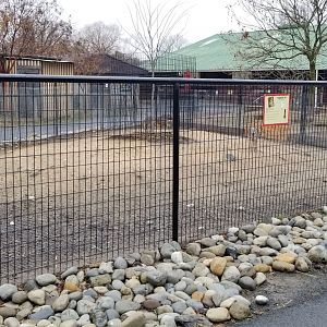 Roer's Zoofari - patagonian cavy