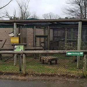 Roer's Zoofari - white-faced capuchin