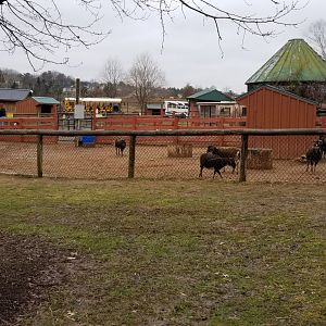 Roer's Zoofari - sheep - anyone remember the name of this breed?