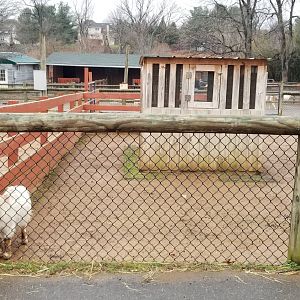 Roer's Zoofari - goat