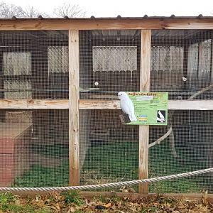 Roer's Zoofari - Goffin's cockatoo