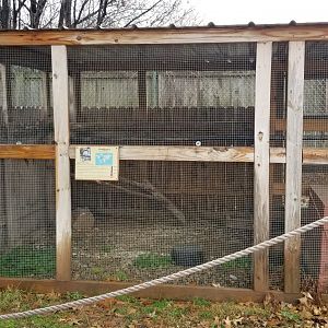 Roer's Zoofari - kookaburra