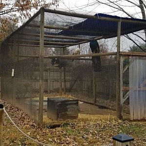 Roer's Zoofari - indian peafowl