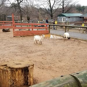 Roer's Zoofari - goats