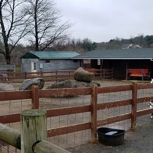 Roer's Zoofari - more goats. there's a lot of goats.