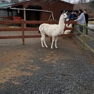 Roer's Zoofari - llama with leg injury