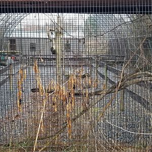 Roer's Zoofari - budgie aviary