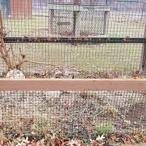 Roer's Zoofari - african spurred tortoise and red-footed tortoise