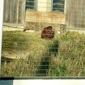 Bonnie the Orangutan