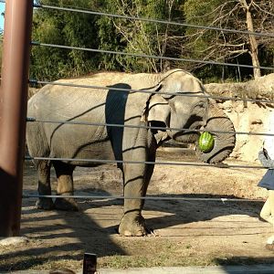 Komala celebrating her 45th birthday, 1/1/2020