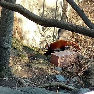 Red Panda Lounging, Asia Trail