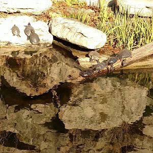 A bank of Turtles in the Lemur Exhibit