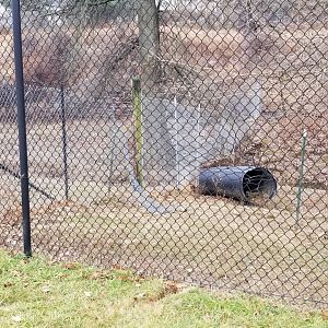 Roer's Zoofari - down fence in safari field