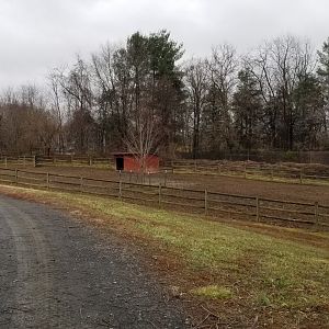 Roer's Zoofari - ponies